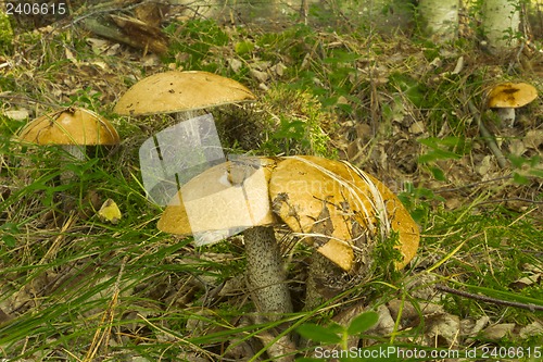 Image of mushrooms aspen.