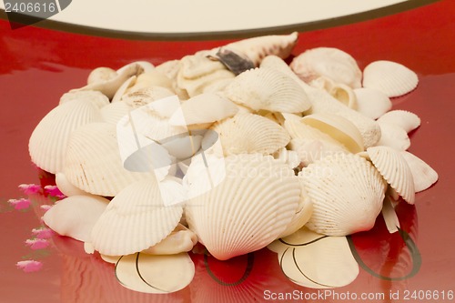 Image of Still life of shells