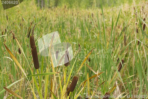 Image of Reeds and grass .