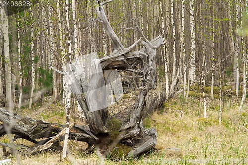 Image of broken tree