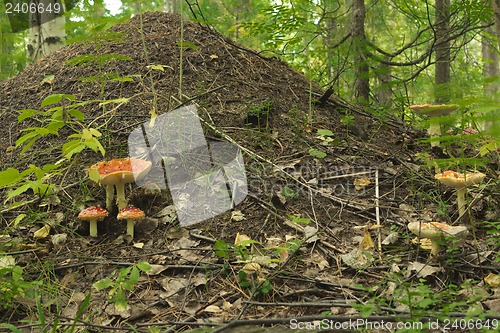 Image of Anthill in forest .