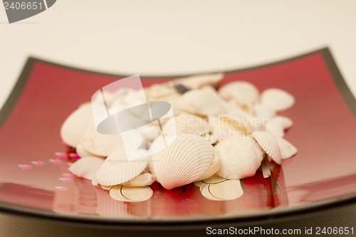 Image of Still life of shells