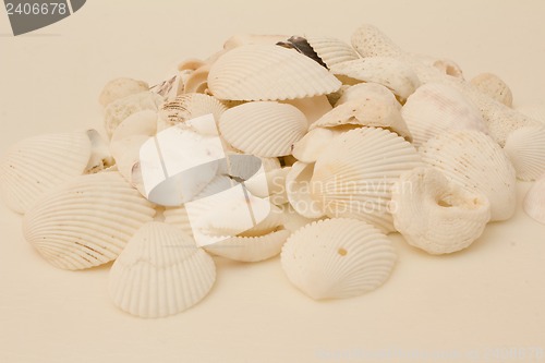 Image of Still life of shells