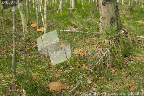 Image of mushrooms aspen.