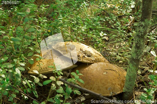 Image of mushrooms aspen.