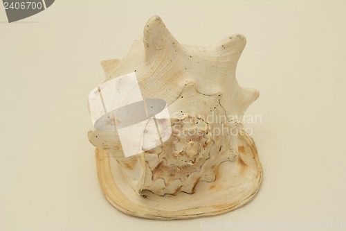 Image of sea shell.