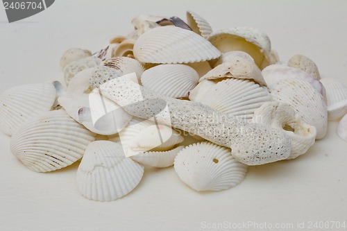 Image of Still life of shells