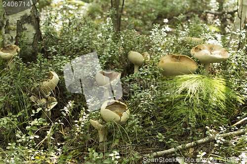 Image of mushrooms aspen.