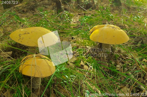 Image of mushrooms aspen.