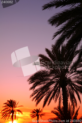 Image of Arabian sunset vertical