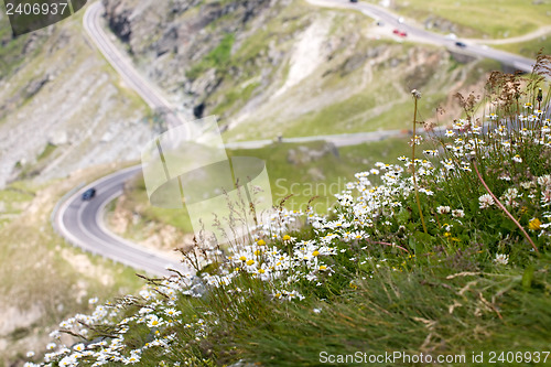 Image of mountain road with camomiles foreground