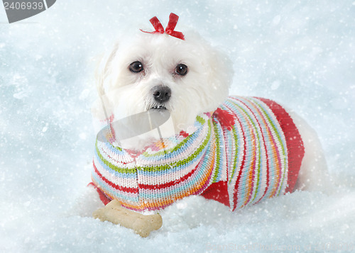 Image of Puppy dog lying in icy snow