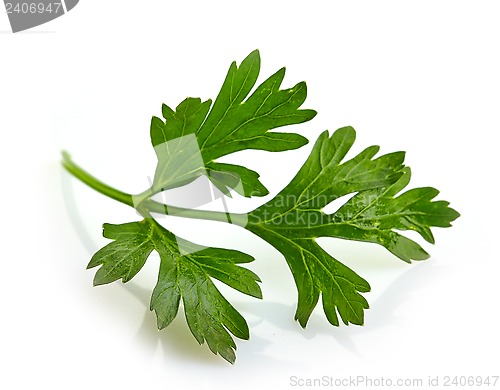 Image of Green parsley leave on a white background