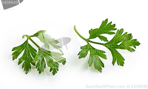 Image of Green parsley leaves on a white background