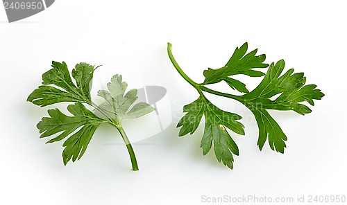 Image of Green parsley leaves on a white background