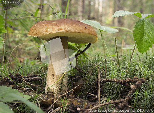 Image of Mushroom boletus (L. Boletus edulis)