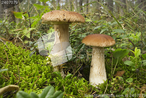 Image of Mushroom boletus (L. Boletus edulis)