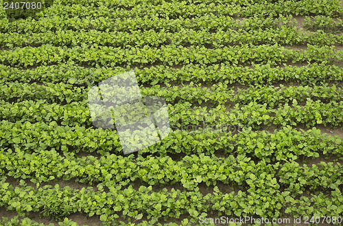 Image of Crops of mustard as a green manure an field