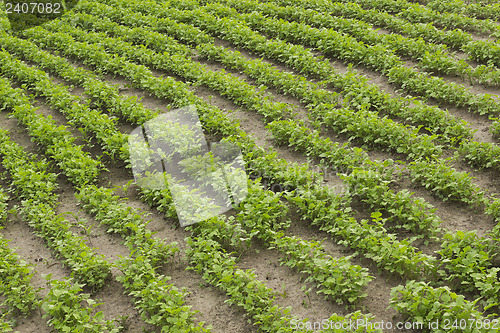 Image of Crops of mustard as a green manure in the garden