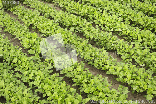 Image of Mustard as a green manure in summer