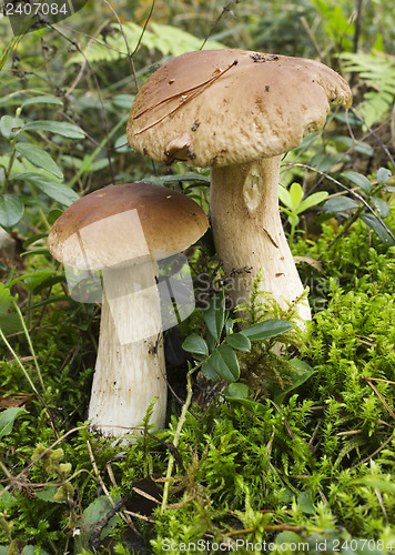 Image of Mushroom boletus (L. Boletus edulis)