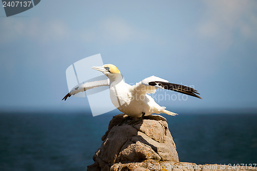 Image of Northern Gannet