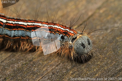 Image of Caterpillar