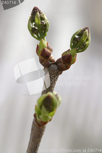 Image of Lilac Flower Birth