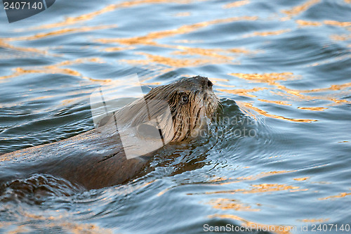 Image of  North American beaver 