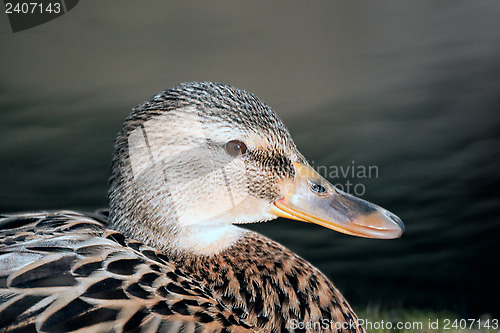 Image of Mallard