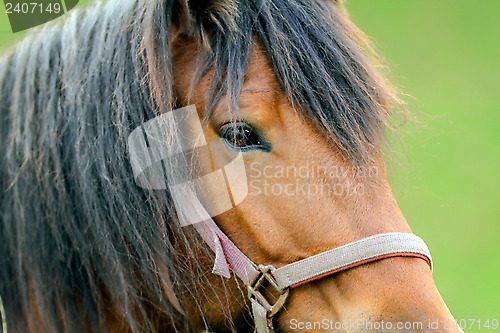 Image of Portrait of a horse