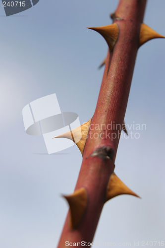 Image of Rose Thorns