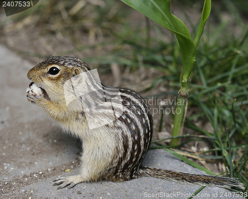 Image of Thirteen-Lined Ground Squirrel