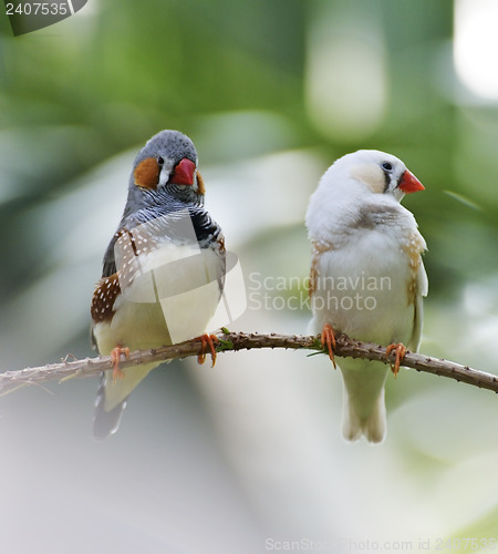 Image of Zebra Finch Birds