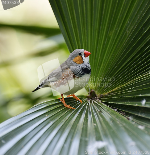 Image of Zebra Finch 