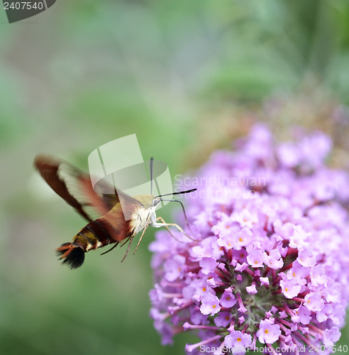 Image of Hummingbird Moth 