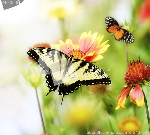 Image of Butterflies On The Flowers