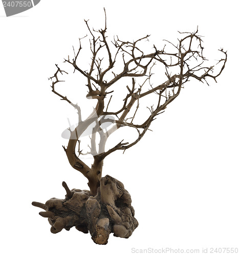 Image of Dried Tree With Roots