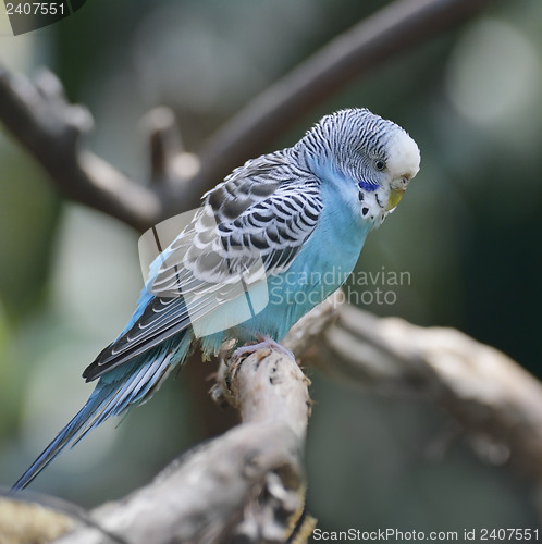 Image of Blue Budgerigar