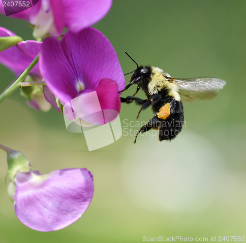 Image of Bumble-Bee 