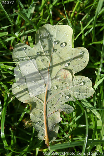 Image of Oak leaf