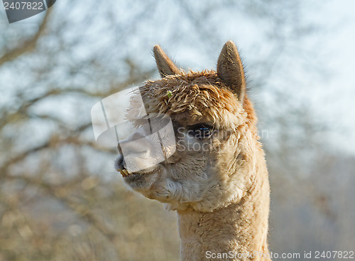 Image of Alpaca