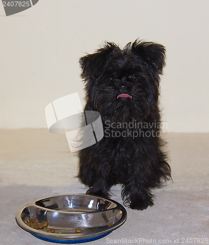 Image of Affenpinscher Puppy