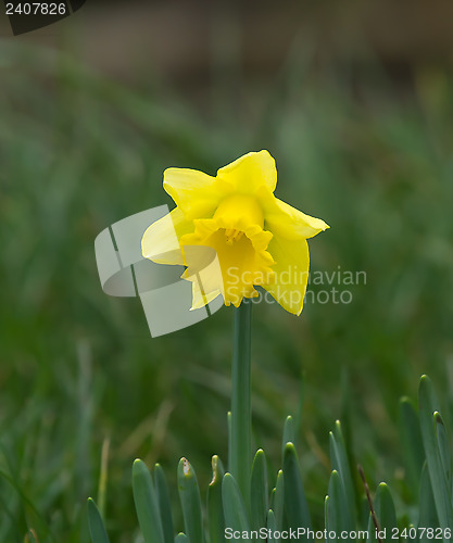 Image of Daffodil