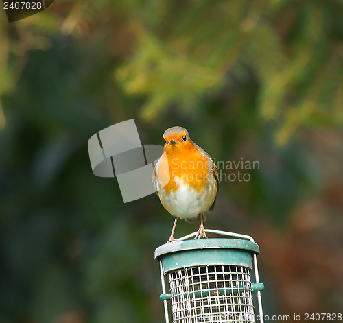 Image of Robin on Feeder