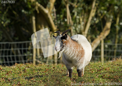 Image of Long-haired Goat