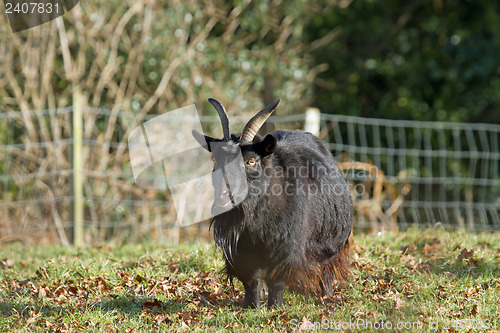Image of Long-haired Goat