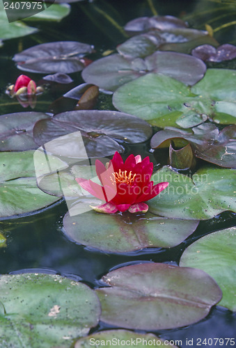 Image of Water LIly