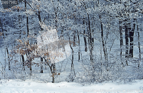 Image of Winter
