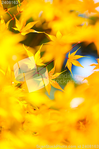 Image of Yellow maple leaves background